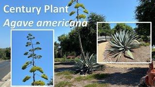 Blooming CENTURY PLANT Agave americana, Coto de Caza