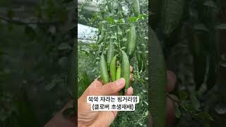 형씨네 핑거라임 #shorts