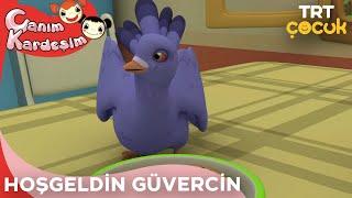 Canım Kardeşim - Hoşgeldin Güvercin