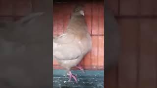 Organal show king pigeon in Bangladesh | #Shorts