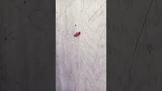 another cockroach