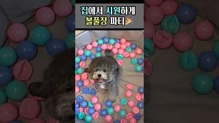 공놀이 좋아하는 강아지들 모여라 집에서 볼풀장 파티