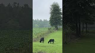 Grazing Away  Chamberlin Family Farms #cows #grazing #farming #homesteading