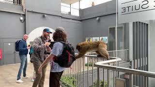 Gibraltar Monkeys Stealing off tourists