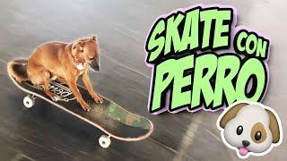 SKATE CON PERRO / SKATE DOG ( patinando con mi perro Jimmy )