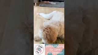 Beschäftigung für unsere Lagotto Hündin Luna mit Gipsbein