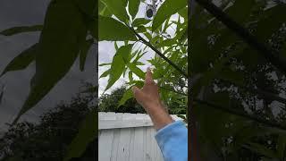 How to trim a mango tree