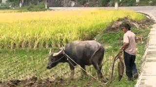 Plowing a rice field traditionally with a Chinese cow