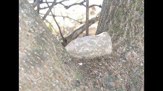 METAL DETECTING GETTYSBURG AREA FARM ~ CIVIL WAR PAIN BULLET OR NOT??