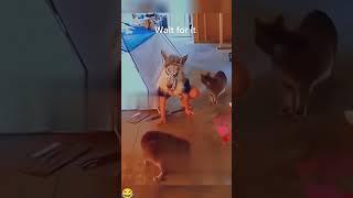 Funny Pet videos#funnyvideos #funnydogvideos#funnyanimalvideos#funnyjokes#funnymemes