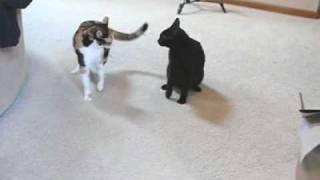 Star Trek Cat Fight - Which one's Spock?