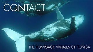 CONTACT - The Humpback Whales of Tonga