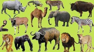 TELUGU:Learn Wild animals in Telugu and English/జంతువులు/Playful learn Babyboss