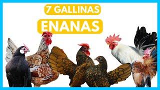 7 razas INCREÍBLES de GALLINAS ENANAS 