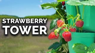 Grow Strawberries in Vertical Containers (FULL GROW GUIDE)