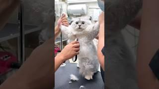 #96 Funniest Cats And Dogs videos  #funny #animals #cuteanimals