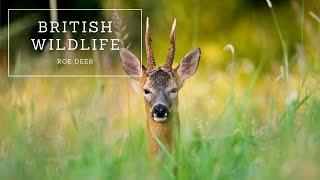 British Wildlife - Roe Deer