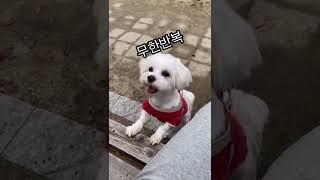 공놀이 좋아하는 강아지 무한반복~~~~~~~~ #강아지 #공놀이 #무한반복