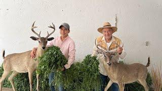 Criando Venados cola blanca | 78 años de edad y 20 años con este proyecto en la granja de venados