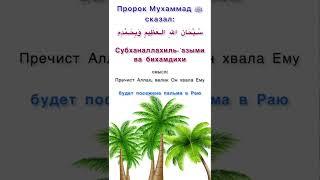 Пальма в Раю