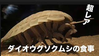 【ダイオウグソクムシ】超レア！？ダイオウグソクムシの食事シーン【サンシャイン水族館】