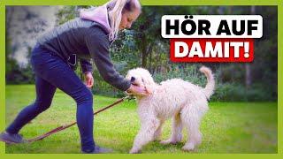 Hund nimmt dich NICHT ernst ► So löst du Missverständnisse in der Kommunikation | Live-Training