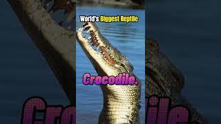 Biggest Reptile in the World | #reptiles #crocodile #biggest #largest #heaviest