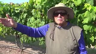 Saving the Harvest | How a Central Texas vineyard is surviving the Texas heat