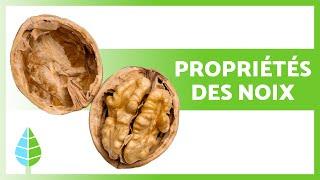 BIENFAITS des NOIX  (Propriétés médicinales, comment en manger et contre-indications)