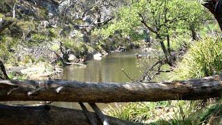 BROWN TOWN CENTRAL NSW FISHING!