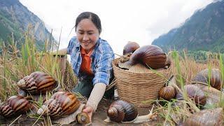 Harvest Snails and bring them to the market sell, cooking | Emma Daily Life