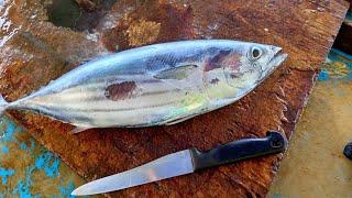 Fast Cutting Skills | Indian Ocean Tuna Fish Cutting Maldives Fish Market | Fish Cutting Video