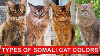 9 Types of Somali Cat colors / Types of Somali Cats