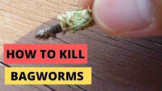 How to kill bagworms Bugs. Part 2