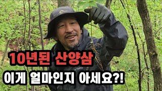 "귀한 산양삼, 이렇게 수확합니다 (현장 공개)"010 4499 1337