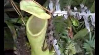 pitcher plant