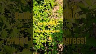 #Grow your own cherry tomatoes 