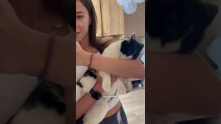 ‍⬛ Снова про кошачий расизм