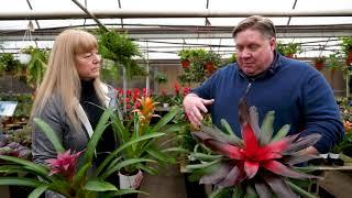 Gardening basics: How to care for bromeliads