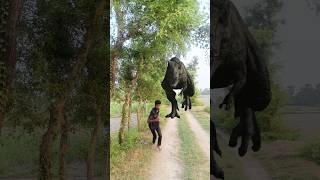 Big Dinosaur chase T-Rex attack part 210 #dinosaur #trending #vfx #youtube #shorts