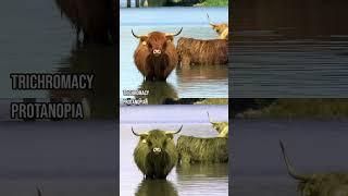 How do those with colour blindness perceive highland cattle?#Shorts #ColourBlind #ColorBlind