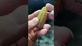 吃玉米嗎？翡翠玉米 #珠寶 #緬甸翡翠#雕刻