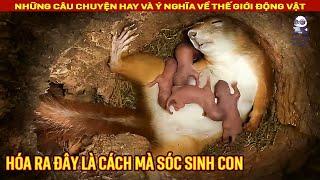 Toàn bộ quá trình một chú sóc sinh con trong hốc cây || Review Con Người và Cuộc Sống