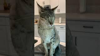 Big F2 Savannah Cat Sleeps And Purrs While Sitting Up! #shorts #cats #cute