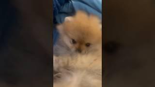 Всем привет! Меня зовут Даффи @ #собака #dog #шпиц #shorts #love #милота #собакаулыбака