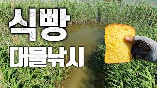 식빵미끼로 낚시하니 말도 안돼는 녀석이 나오다니