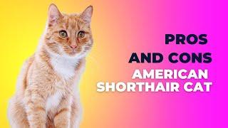 Is the American Shorthair Cat Right for You? Find Out Now!