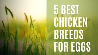 5 must have chicken breeds for eggs