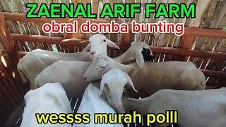 2 OKTOBER CEPAT DI ORDER MURAH MURAH DOMBA HARI INI WA 085735288008 zaenal arif farm kediri jatim