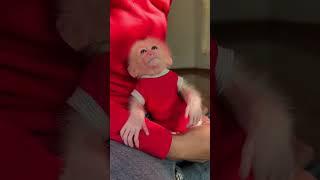 #monkey Duke #smart monkey #funny monkey #cute monkey